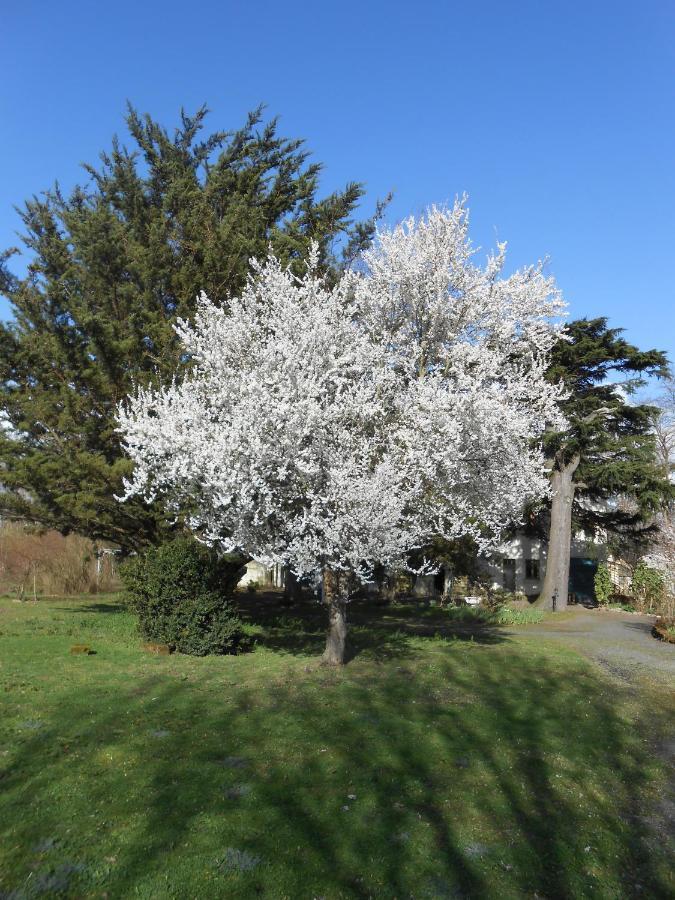 סומור Clos Du Bois Brard B&B מראה חיצוני תמונה